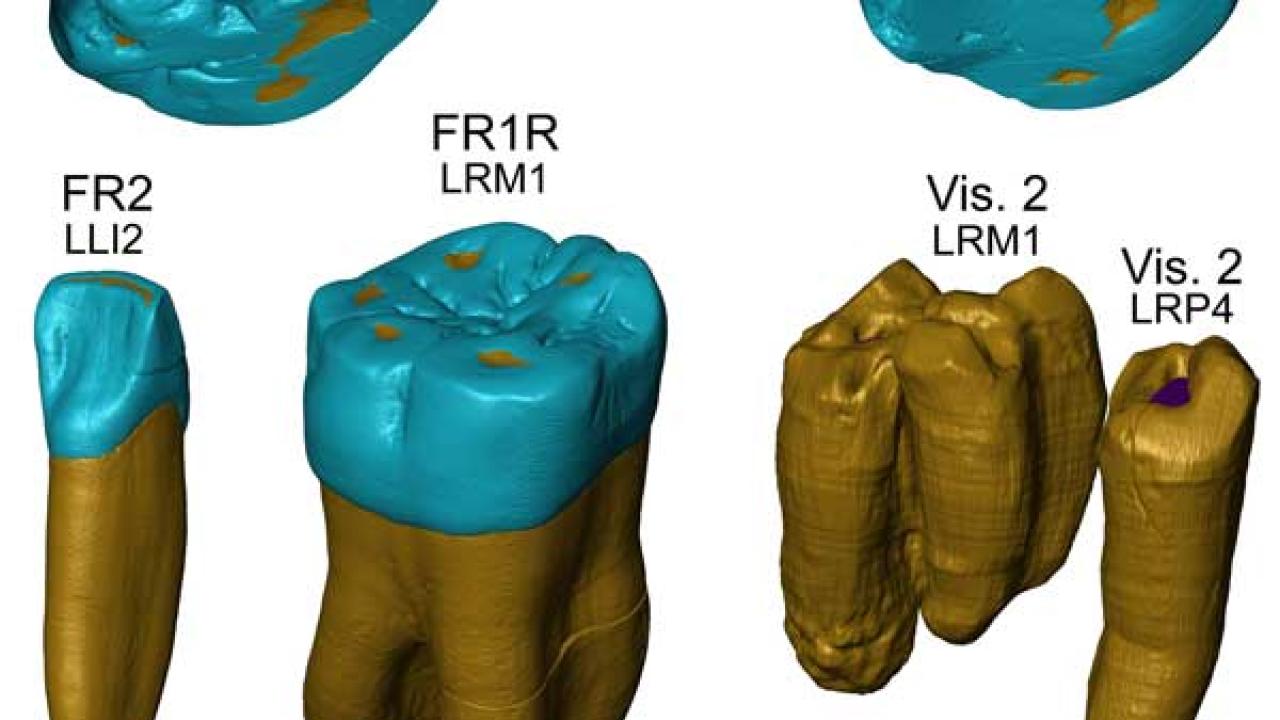 A Middle Pleistocene Puzzle 