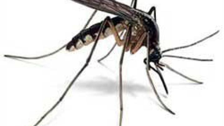 Malaria on the Rise