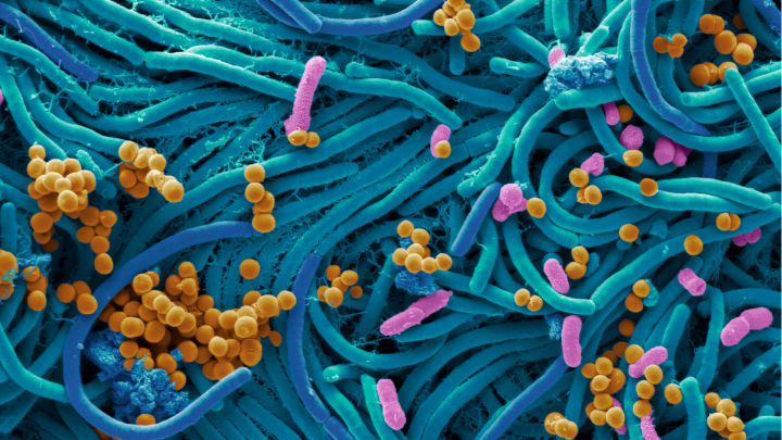 Macroscopic laws for a microscopic world